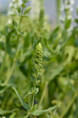 White Balcan clary flower buds