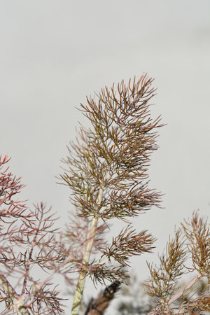 Bronze fennel leavesの写真素材