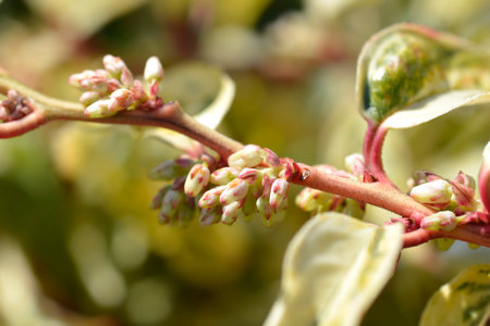 Dog hobble Makijaz flower budsの写真素材