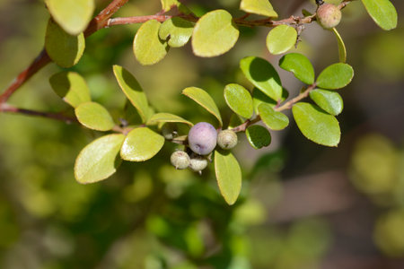 Cape myrtle branch with fruit - Latin name - Myrsine africanaの写真素材