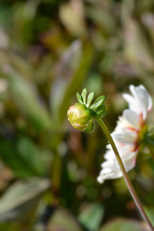 Rebeccas World Dahlia flower budの写真素材
