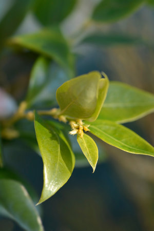 Fragrant Sweet Box branch with leaves and flower buds