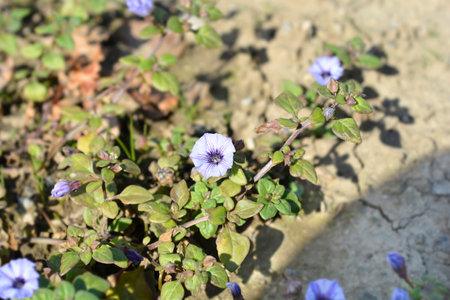 Prostrate bellflower - Latin name - Nolana prostrataの写真素材