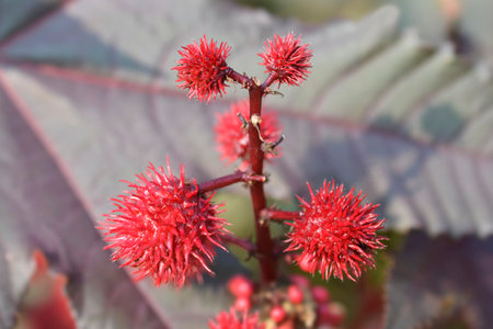 Castor oil plant Carmencita fruitの写真素材