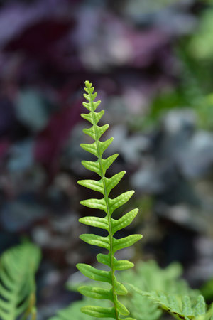 Common polyoidy leaves - Latin name - Polypodium vulgareの写真素材