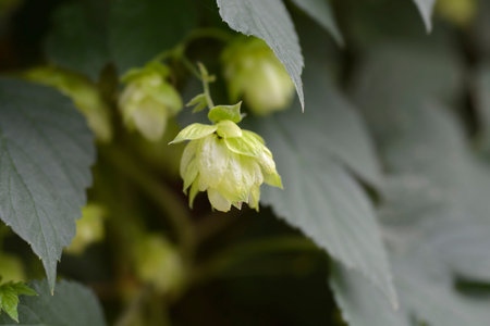 Common hop - Latin name - Humulus lupulus