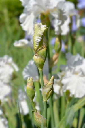 Tall bearded iris Madeira Belle flower buds - Latin name - Iris barbata elatior Madeira Belleの写真素材