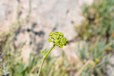 Sea fennel flower - Latin name - Crithmum maritimum