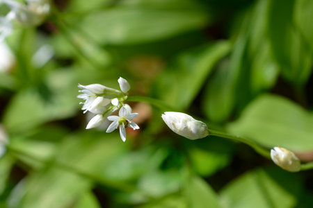 Wild garlic white flowers - Latin name - Allium ursinumの写真素材