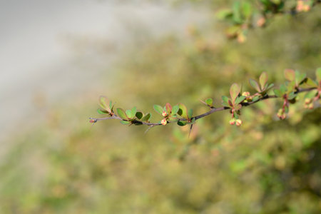 Japanese barberry branch with leaves and flower buds - Latin name - Berberis thunbergiiの写真素材
