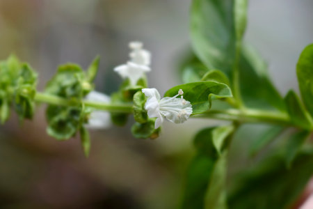 Common basil leaves and flowers - Latin name - Ocimum basilicumの写真素材