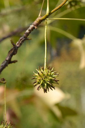 American sweetgum fruit