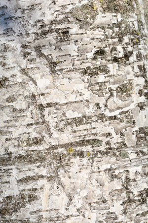 Pubescent birch bark detail - Latin name - Betula pubescensの写真素材