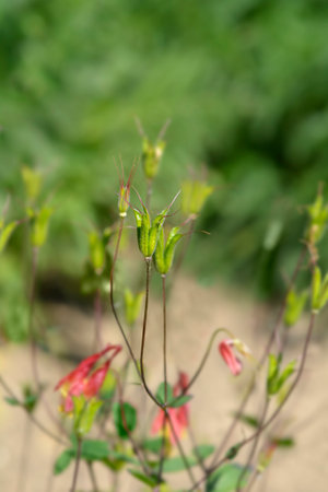 Canadian columbine fruitの写真素材