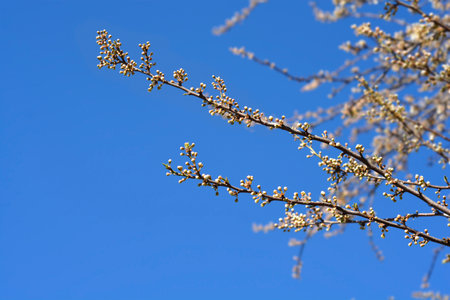 Damson Plum branch with flower buds - Latin name - Prunus domestica ssp. insititia