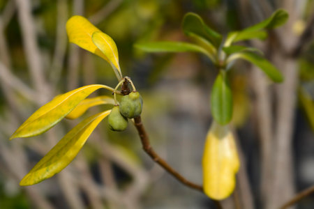 Mock Orange branch with fruit - Latin name - Pittosporum tobiraの写真素材