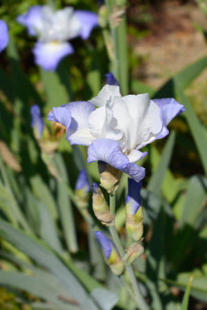 Tall bearded iris Fujis Mantle flowers - Latin name - Iris barbata elatior Fujis Mantleの写真素材