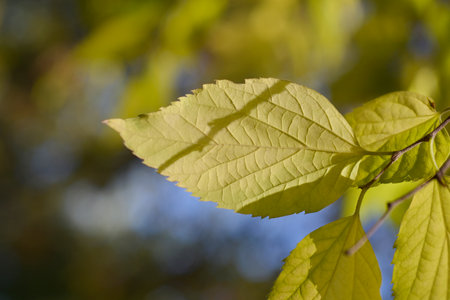 Common hackberry branch with yellow leaves - Latin name - Celtis occidentalisの写真素材