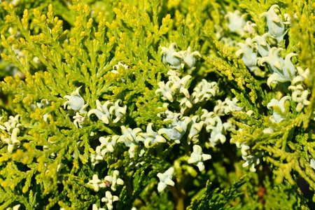 Dwarf golden oriental thuja branch with fruit - Latin name - Platycladus orientalis Aurea Nana