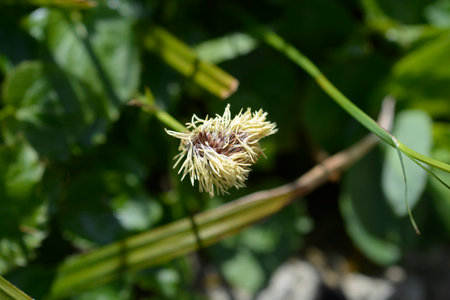 Wood sedge yellow flower - Latin name - Carex sylvaticaの写真素材
