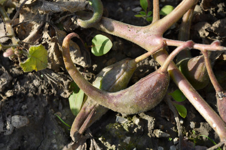Sweet Unicorn Plant fruit