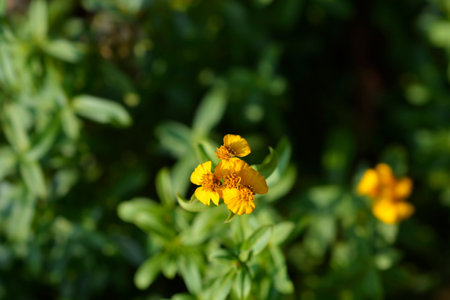 Mexican marigold flowers and leaves - Latin name - Tagetes lucida