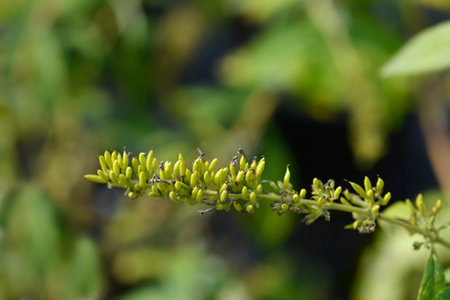 Summer lilac branch with fruit - Latin name - Buddleja davidiiの写真素材