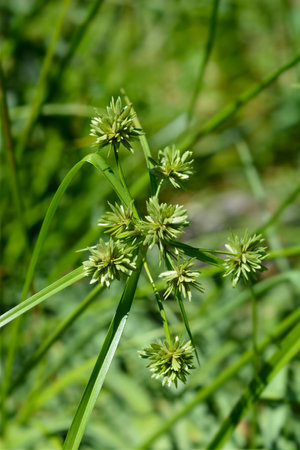 Tall flatsedge or Cyperus eragrostis