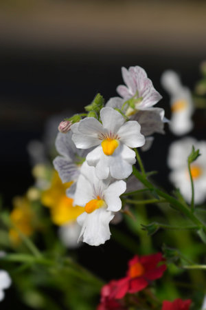 Nemesia white and yellow flowers - Latin name - Nemesia hybridの写真素材