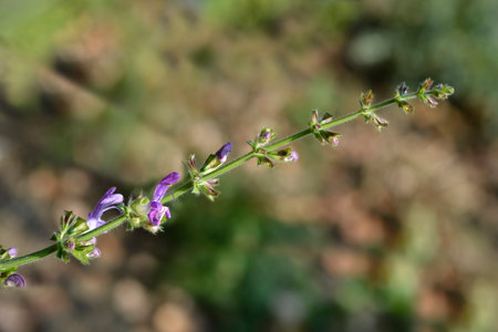 Indigo woodland sage flower