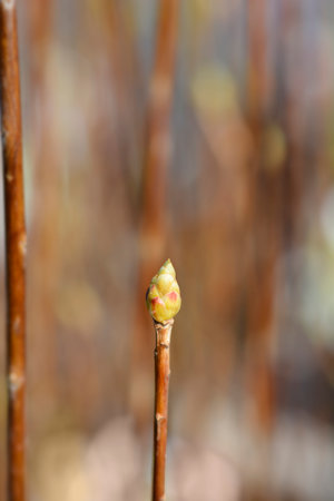 Red-vein enkianthus branch with bud - Latin name - Enkianthus campanulatusの写真素材