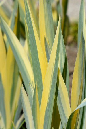 Variegated Dalmatian Iris leaves - Latin name - Iris pallida Variegata