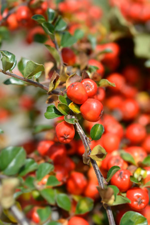 Blackburn Cranberry Cotoneaster branch with red berries - Latin name - Cotoneaster apiculatus...