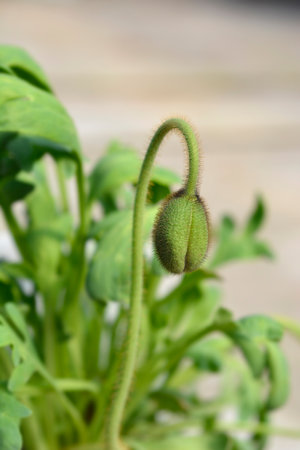Oriental poppy flower bud - Latin name - Papaver orientaleの写真素材