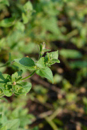 Large white petunia flower buds - Latin name - Petunia axillarisの写真素材
