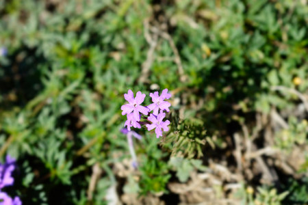 South American mock vervain flowers - Latin name - Glandularia pulchellaの写真素材