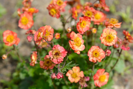 Avens Mango Lassi flowers - Latin name - Geum Mango Lassiの写真素材
