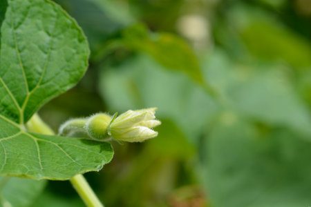 Calabash flower and leaves - Latin name - Lagenaria siceraria