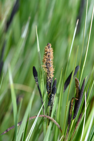 Black sedge flowers - Latin name - Carex nigraの写真素材