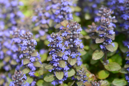 Bugle Atropurpurea blue flowers. Ajuga reptans Atropurpurea
