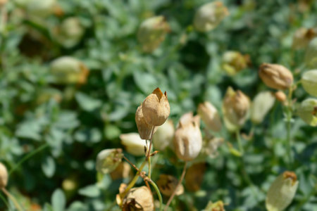 Sea campion seed pod - Latin name - Silene unifloraの写真素材