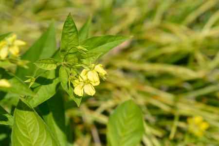 Fringed loosestrife yellow flowers and leaves - Latin name - Lysimachia ciliata