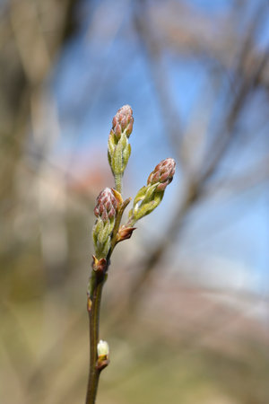 Dalmatian laburnum flower buds - Latin name - Petteria ramentaceaの写真素材
