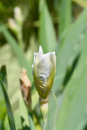 Intermediate bearded iris I'll Be Back flower bud - Latin name - Iris barbata-media I'll Be Back