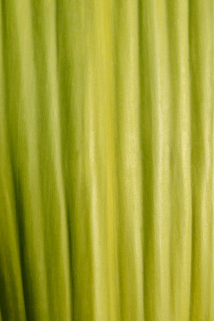 Gymea lily leaf detail - Latin name - Doryanthes excelsaの写真素材