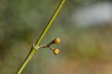 Cornelian cherry branch with flower buds - Latin name - Cornus mas