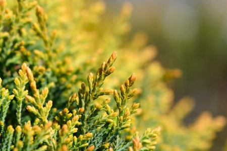 Leyland cypress Castlewellan Gold branch - Latin name - Cuprocyparis leylandii Castlewellan Gold