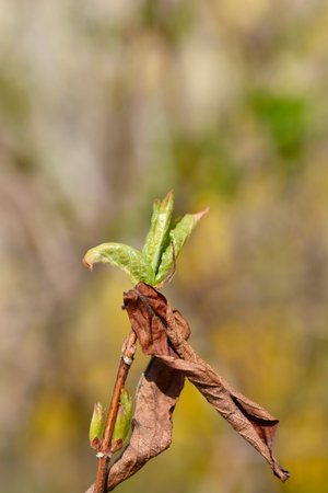 Weeping forsythia branch with leaf buds - Latin name - Forsythia suspensaの写真素材