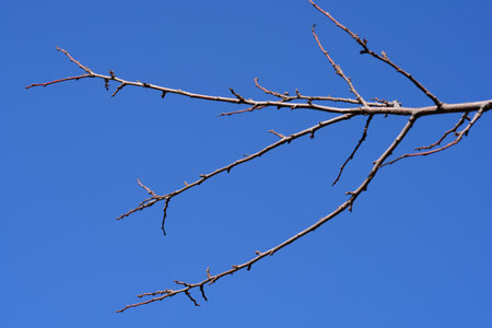 Common Plum branches with buds against blue sky - Latin name - Prunus domesticaの写真素材