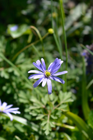 Apennine anemone blue flower - Latin name - Anemone apenninaの写真素材